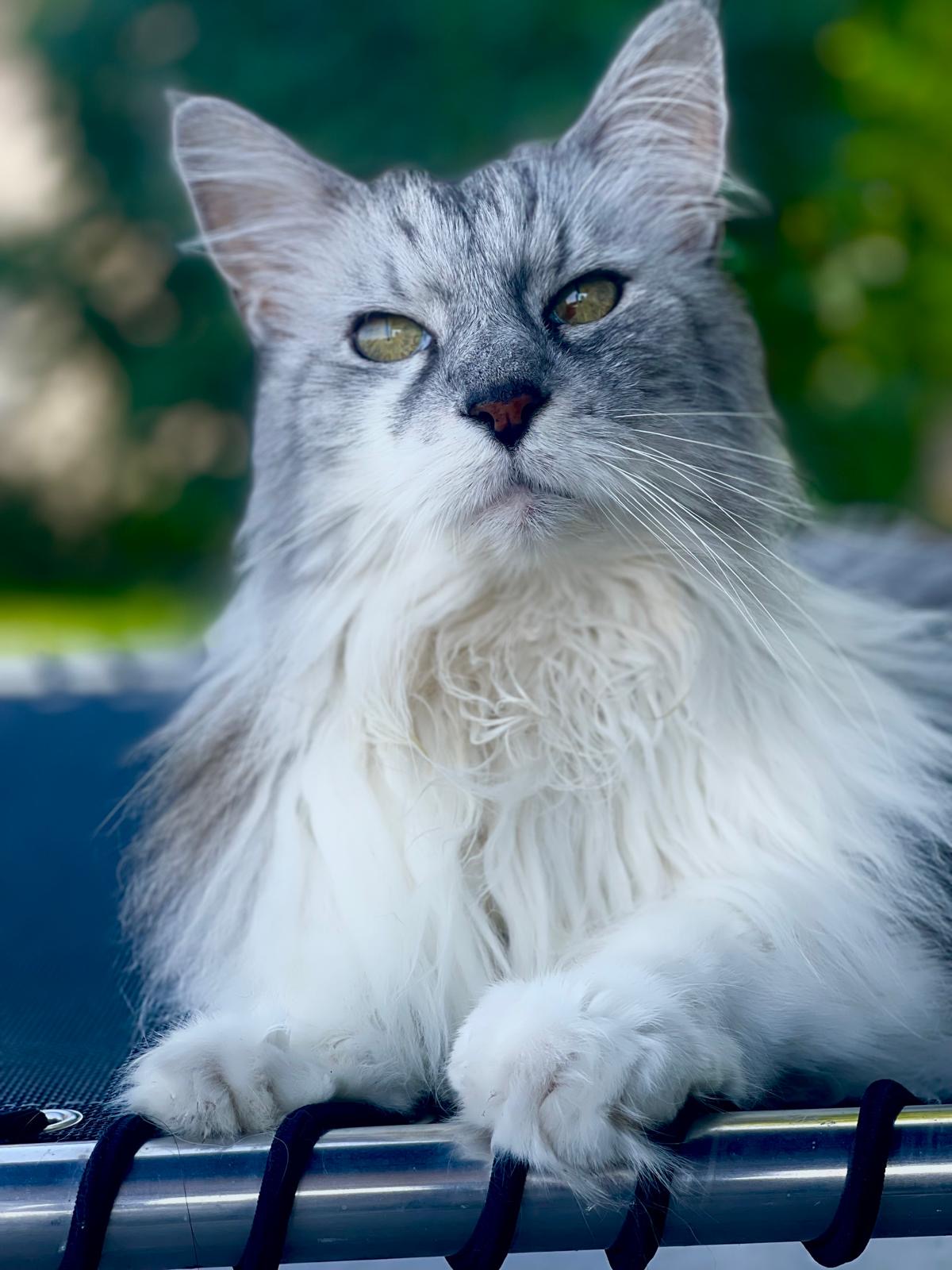 Katze der Felloase im Freien